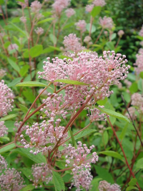 Ceanothus x pallidus 'Marie Simon' fleur P12